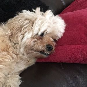 Meet your Posher, Kelli